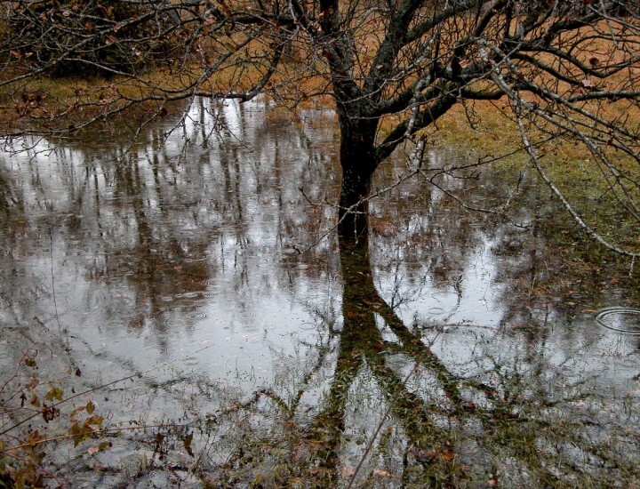 L’albero e il campo allagato