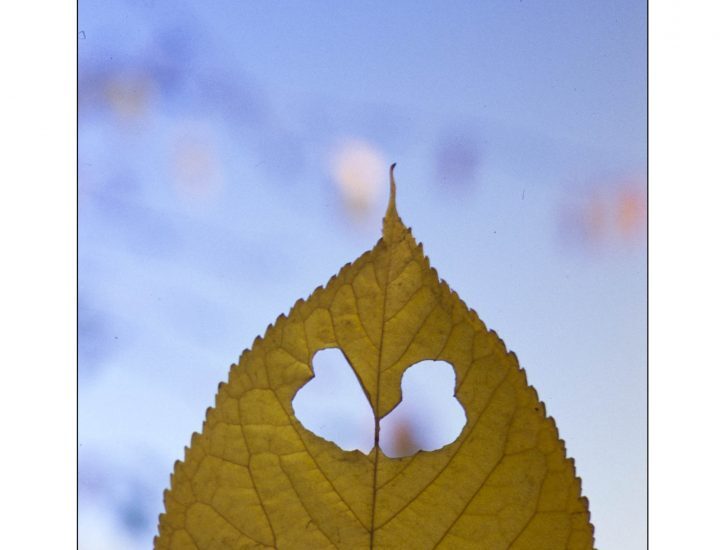 L’illusione pareidolitica / Due foglie a distanza di dieci anni