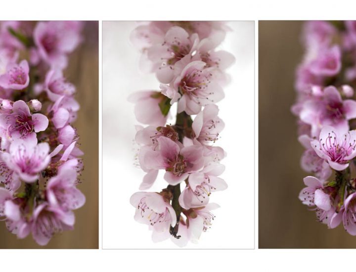 Meditazioni fotografiche / Camminando da solo  alla ricerca di fiori di pesco