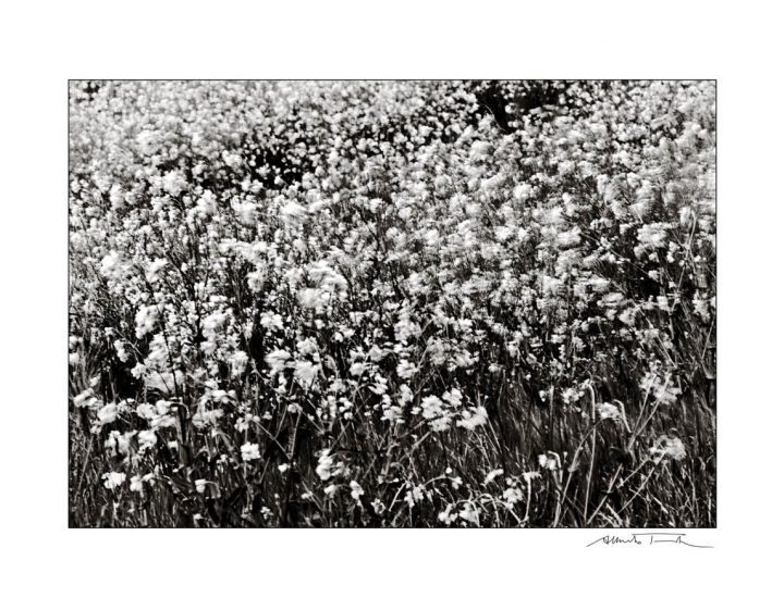 Per amor del cielo e di Mario Giacomelli (dedicato)