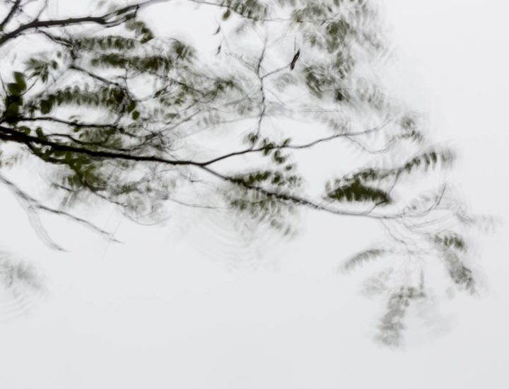 Di foglie, di nebbia e di vento