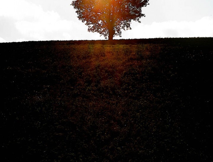 L’ albero