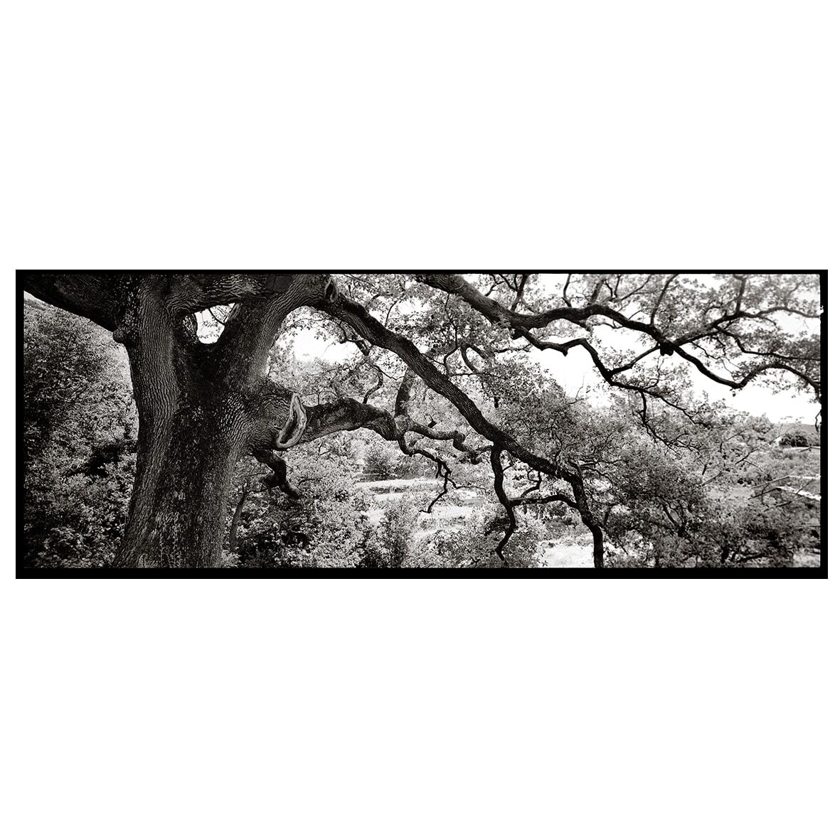 La quercia di GOSITA