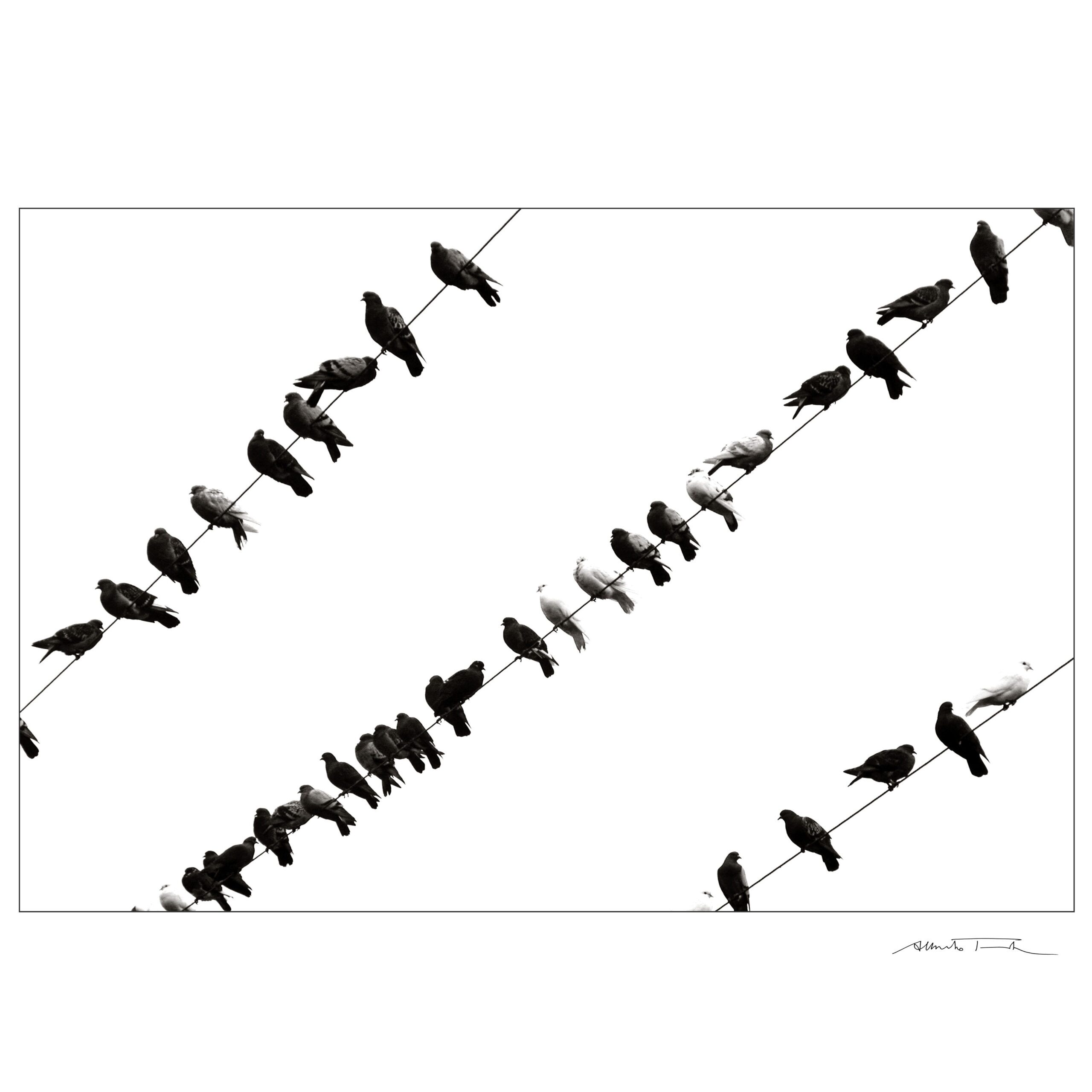 birds